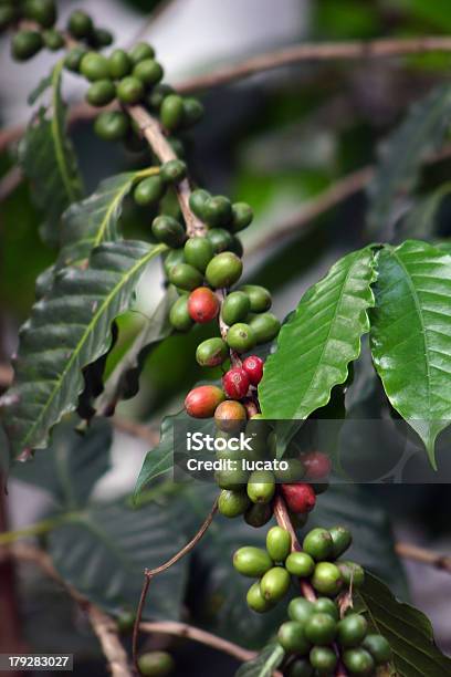 Coffee Plant Stockfoto und mehr Bilder von Kaffeepflanze - Pflanzengattung - Kaffeepflanze - Pflanzengattung, Arabica-Kaffee - Kaffee, Ast - Pflanzenbestandteil