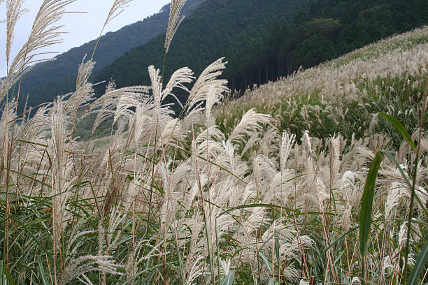 istock Hakone mountain scenery and suzuki plants 179283091