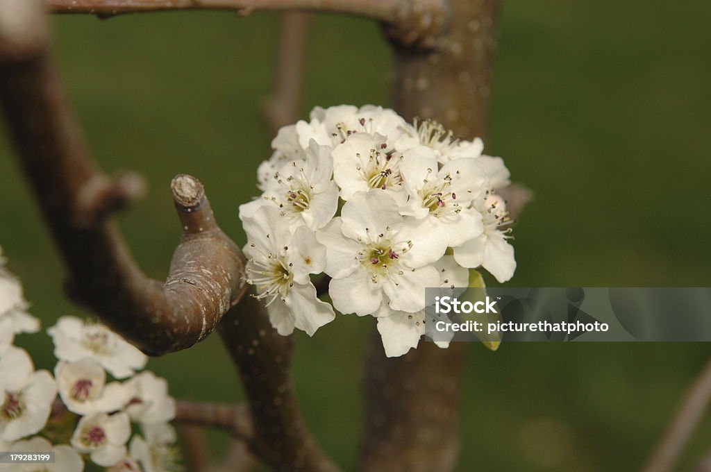 Cleveland Peartree bloom Cleveland pear tree in full bloom. Cleveland - Ohio Stock Photo