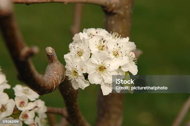 Cleveland Peartree Bloom Stock Photo - Download Image Now - Cleveland - Ohio, Pear Tree, Flower