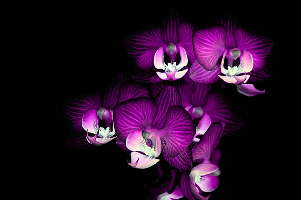 Phalaenopsis Hydrae stock photo