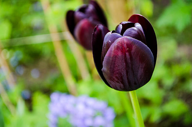 black tulips close up black tulips close up night blooming cereus stock pictures, royalty-free photos & images