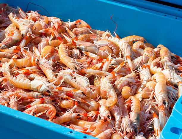 18,800+ Shrimp Fishing Stock Photos, Pictures & Royalty-Free Images -  iStock