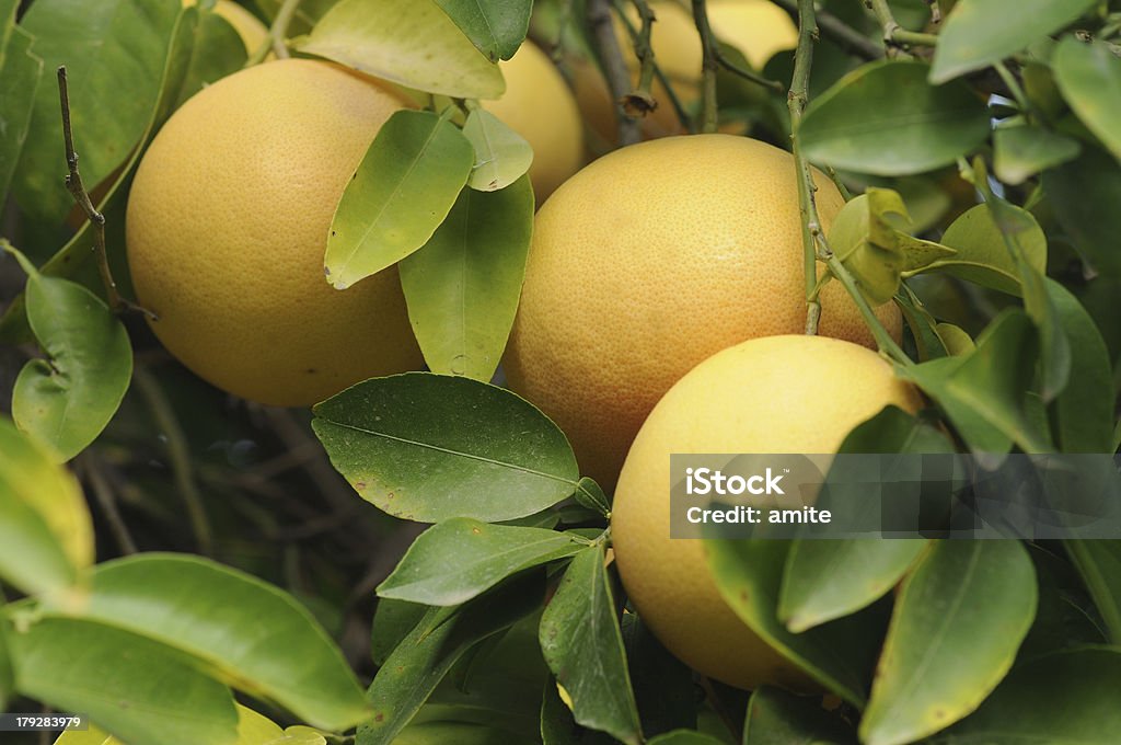 Fresh grapefruits na árvore - Foto de stock de Agricultura royalty-free