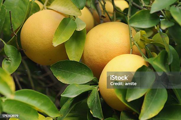 Foto de Fresh Grapefruits Na Árvore e mais fotos de stock de Agricultura - Agricultura, Amarelo, Antioxidante