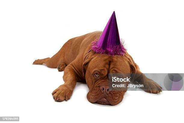 Piena Cresciuto Dogue De Bordeaux Sguardo Triste Cane Nel Partito Cappello - Fotografie stock e altre immagini di Ambientazione interna