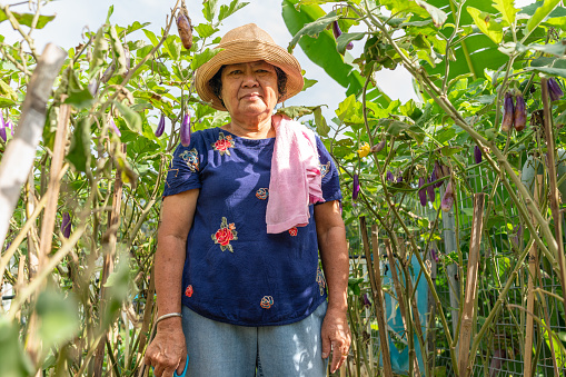 Asian Senior Woman Farmer Posing in Her Urban Home Eggplant Garden. Organic Homegrown Joy, Retirement Life in the Garden Oasis