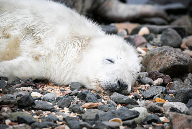 photographie animalière de voyage en écosse - may photos et images de collection