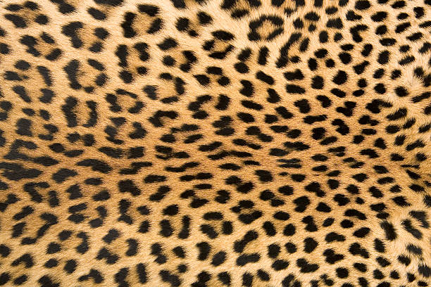 die textur der haut 2 leopard - animal print pictures stock-fotos und bilder