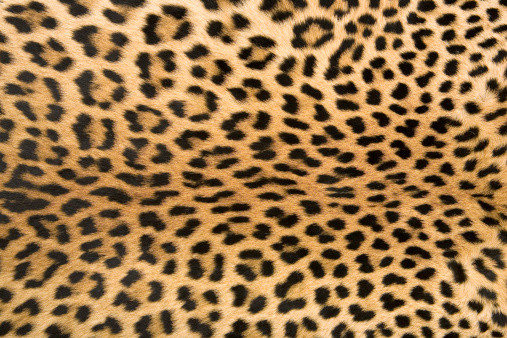 Close-up of surface skin leopard (Panthera pardus)