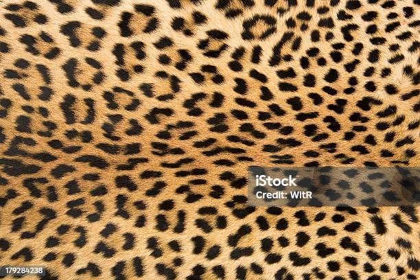 Foto de Textura De Pele De Leopardo 2 e mais fotos de stock de Pele de Leopardo - Pele de Leopardo, Estampa de Animal, Plano de Fundo