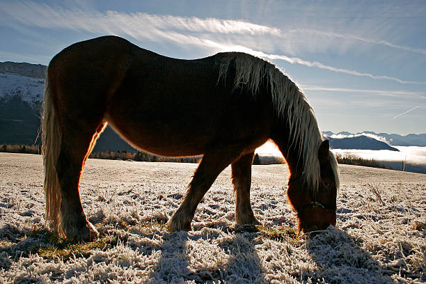 cheval dans la neige; cheval dans la neige - Photo