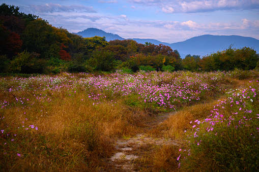 Footpath through wildflower cosmos bushes growing in the uncultivated pasture in Gyeongju City, South Korea, autumn landscape