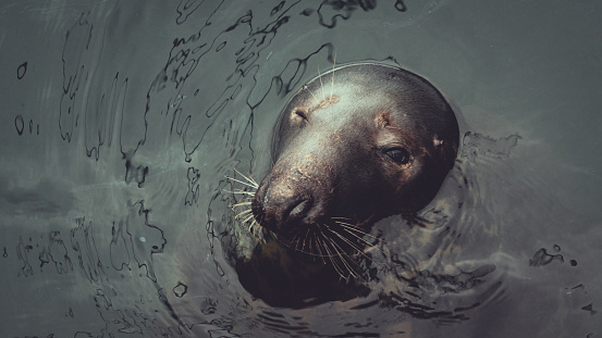 A seal in the harbour
