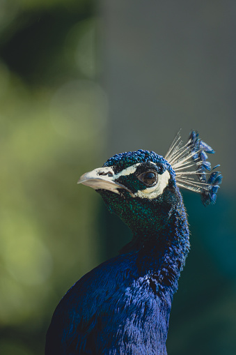 Detail of a Peacock