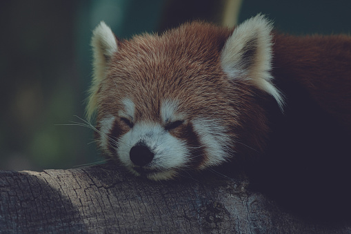 Red Panda resting on a tree