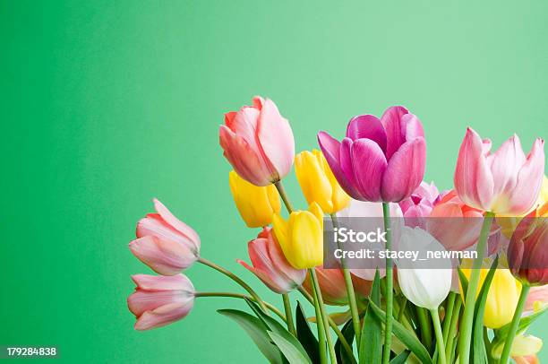 Artistic Tulip Background Series Stock Photo - Download Image Now - Backgrounds, Bent, Border - Frame