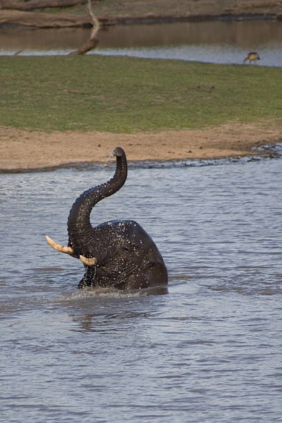 Young Elephant Bathes in the Lake stock photo