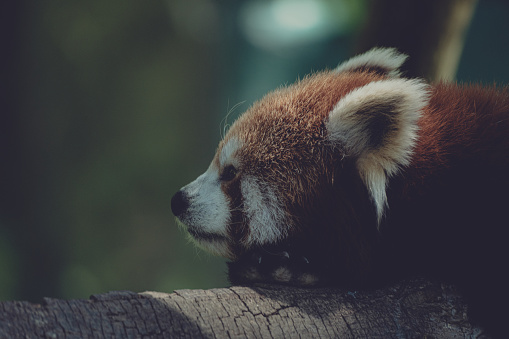 Red Panda resting on a tree