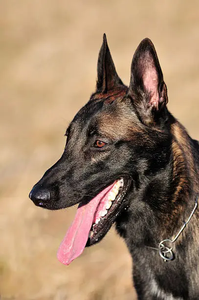 belgian shepherd malinois