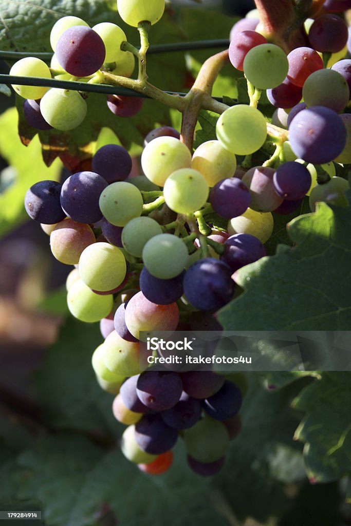 Colorido uvas - Foto de stock de Agricultura royalty-free