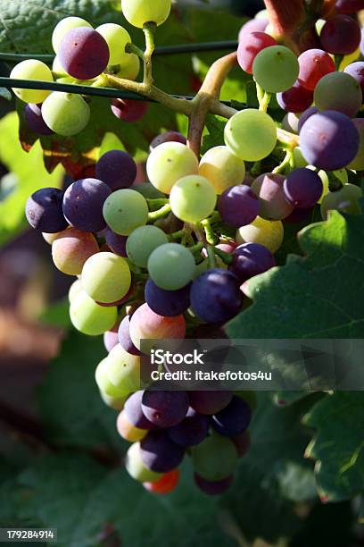 Foto de Colorido Uvas e mais fotos de stock de Agricultura - Agricultura, Alemanha, Azul