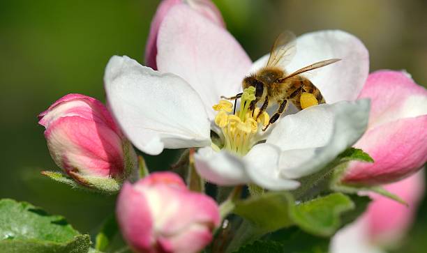 꿀벌 in 사과나무 꽃송이 스톡 사진