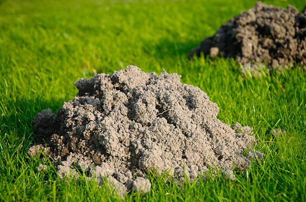 annoying mole hills stock photo