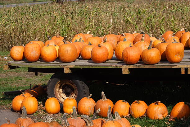 istock Pumpkins for sale 179285399