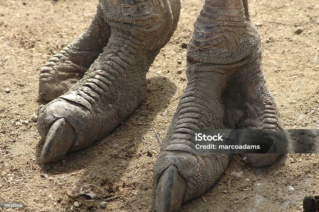 Ostrich Feet. Close-up of ostrich feet. Ostrich Stock Photo