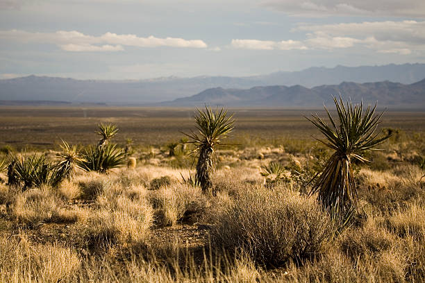 istock California Desert 179285627