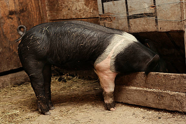 istock Black and White Pig Eating 179285743