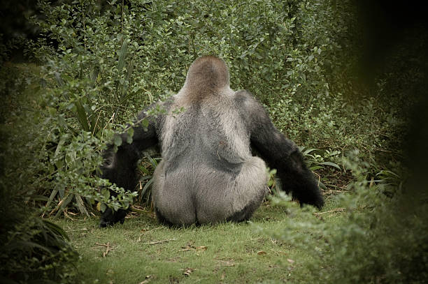 Gorilla Facing Away from Camera Showing Buttocks Gorilla Facing Away from Camera Showing Buttocks animal back stock pictures, royalty-free photos & images