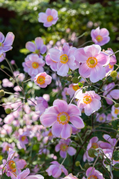 beautiful anemone hupehensis blossom in garden. - 4605 imagens e fotografias de stock