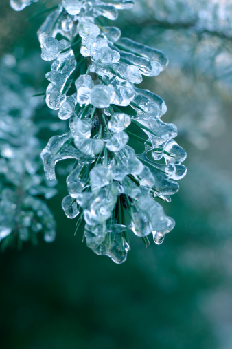 Pine tree branches covered with ice in cold tones