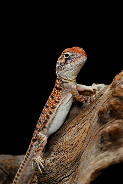 istock Central Netted Dragon hatchling on branch - black background 179287081