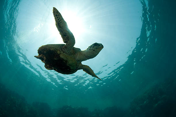 istock Green turtle swimming under the water 179287202