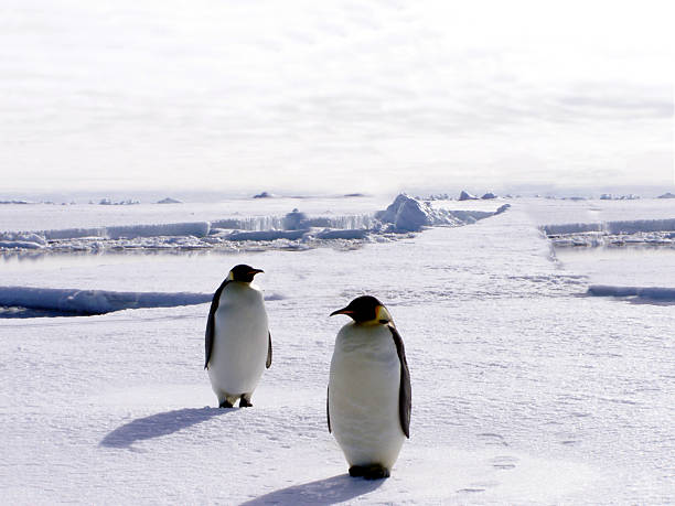 penguins - anti smoking photos et images de collection