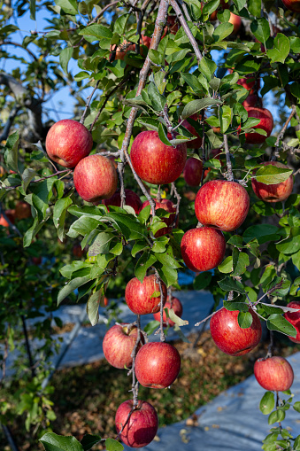 This apple is an apple that is harvested in autumn.