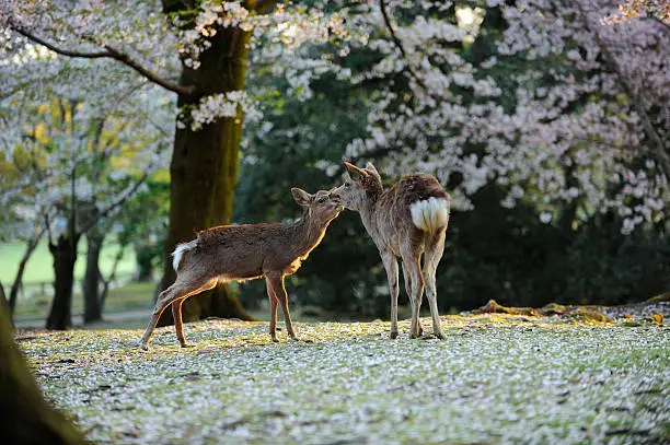 Photo of Wild Asian deer, cherry blossom season, Japan