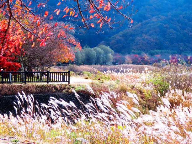 istock Autumn scenery with pampas grass 1792876489