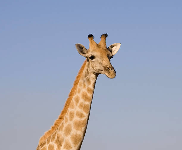 Giraffa camelopardalis, Giraffes stock photo