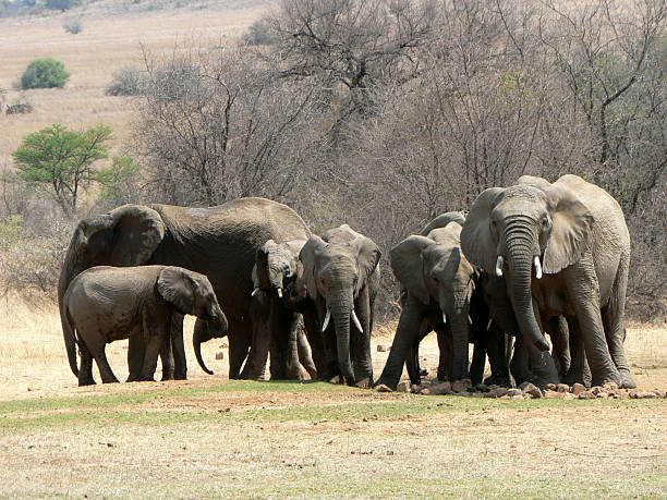 Loxodonta africana, African Elephant stock photo