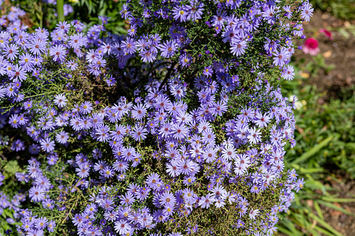 Asters bloom in large clusters of flowers.