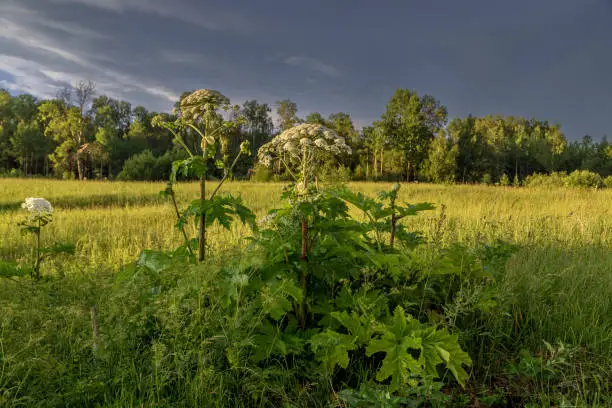 Sosnowsky's hogweed Heracleum sosnowskyi dangerous invasive plant