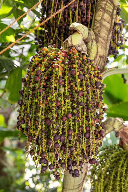 istock Burmese fishtail palm that hangs many fruits. 1792879176