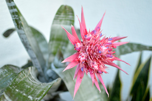 bromeliad in beautiful pink blossom