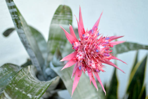 blooming aechmea fasciata, silver vase plant, urn plant, with big pink flower bromeliad in beautiful pink blossom aechmea fasciata stock pictures, royalty-free photos & images