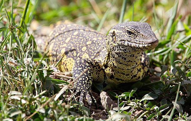 Monitor Lizard Monitor lizard on the savannah,Masai Mara, Kenya monitor lizard stock pictures, royalty-free photos & images