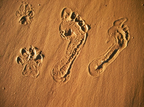 three footprints in the sand. 2 from humans (my girlfriend and me) and one from our dog...